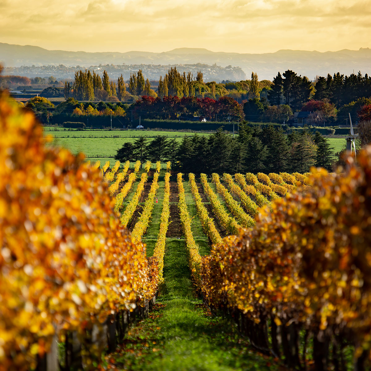 Doing-Business-in-Hawkes-Bay Doing-Business-in-Hawkes-Bay